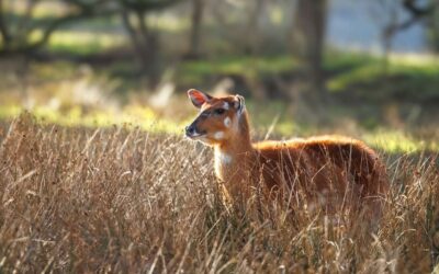 Private Safari Tours at Watatunga Wildlife Reserve