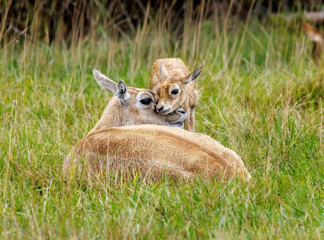 Black buck and calf at Watatunga