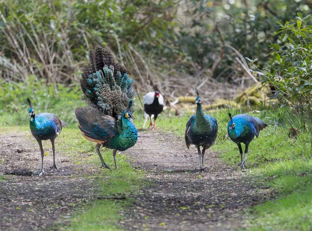 Peafowl on the reserve in spring