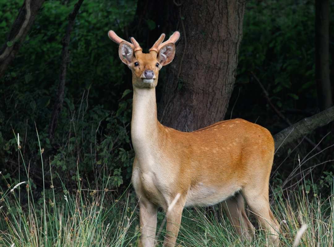 Summer coat of Barasingha