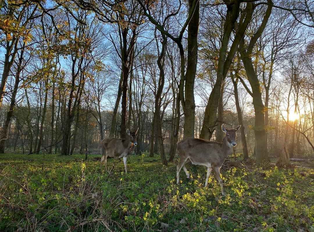 White Lipped Deer at Watatunga