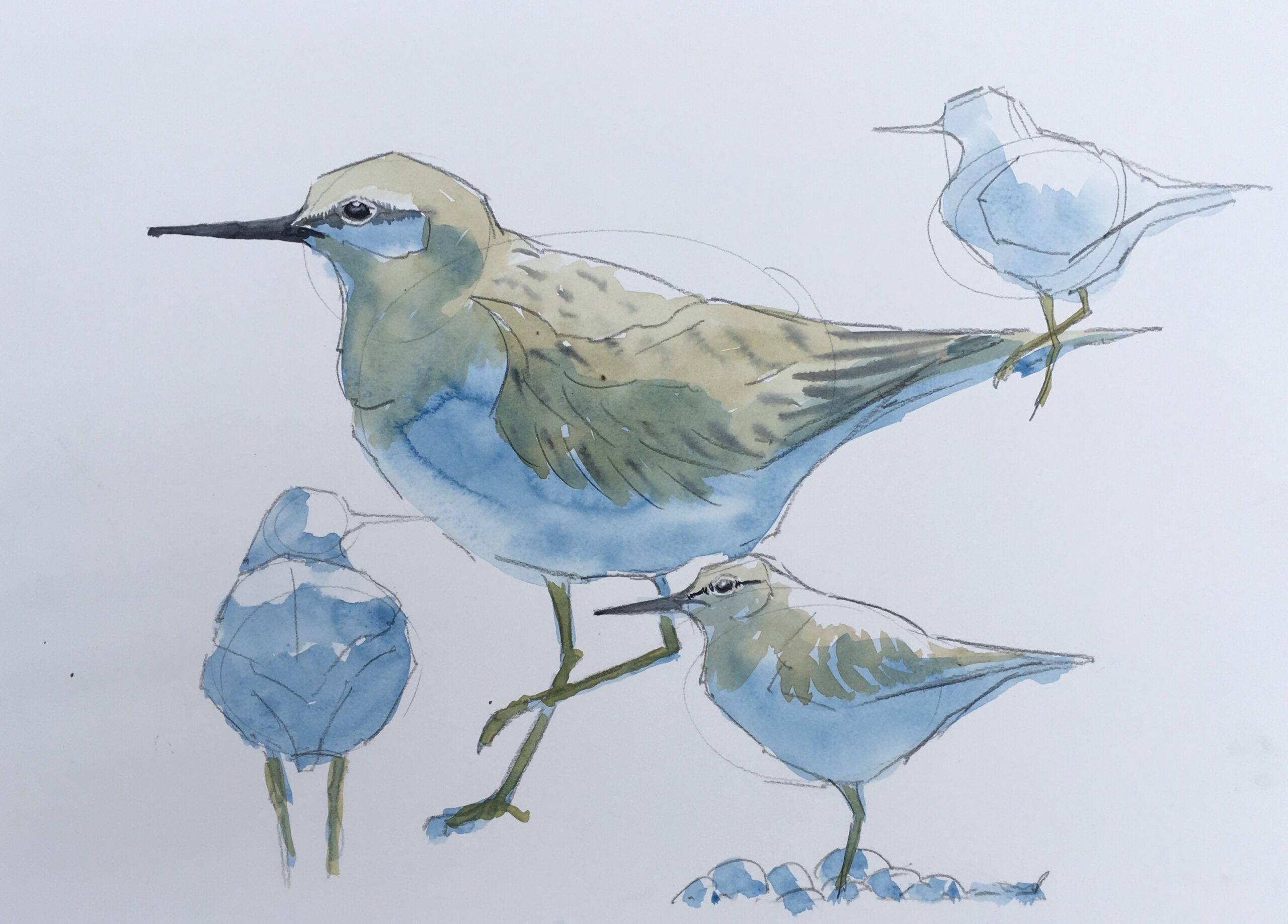 Wildlife Sketch Wildlife Sketch