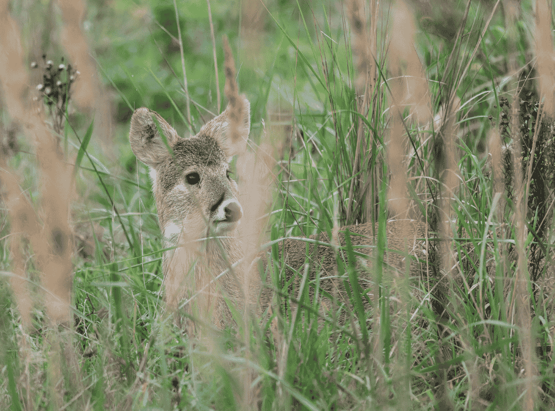 Medicinal plants and wildlife Medicinal plants and wildlife