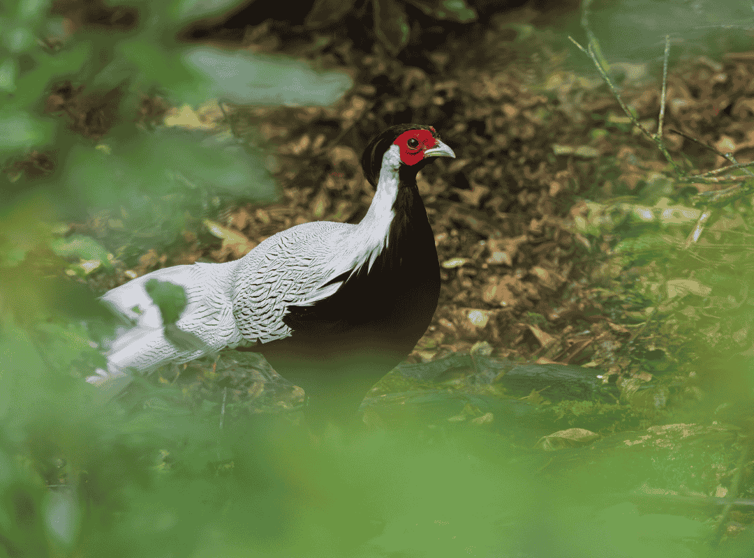 Silver pheasants among foliage Silver pheasants among foliage