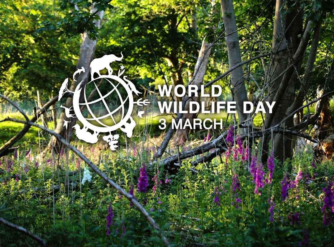 World Wildlife Day March 3 World Wildlife Day March 3