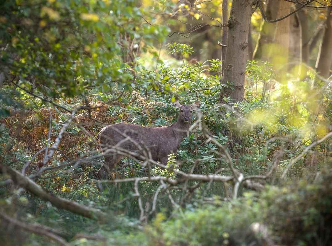 World Wildlife Day Wildlife Conservation World Wildlife Day Wildlife Conservation