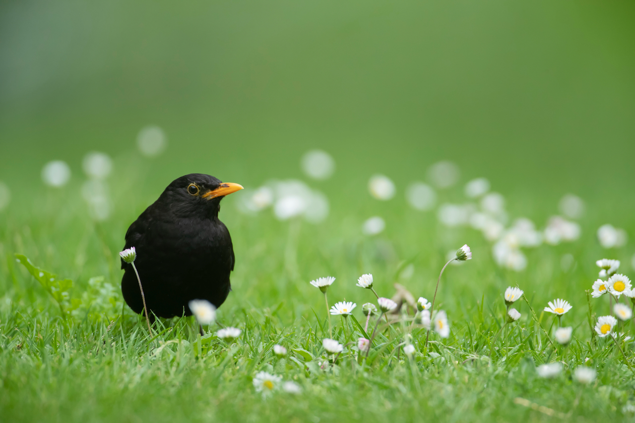 Blackbird by K Sawford