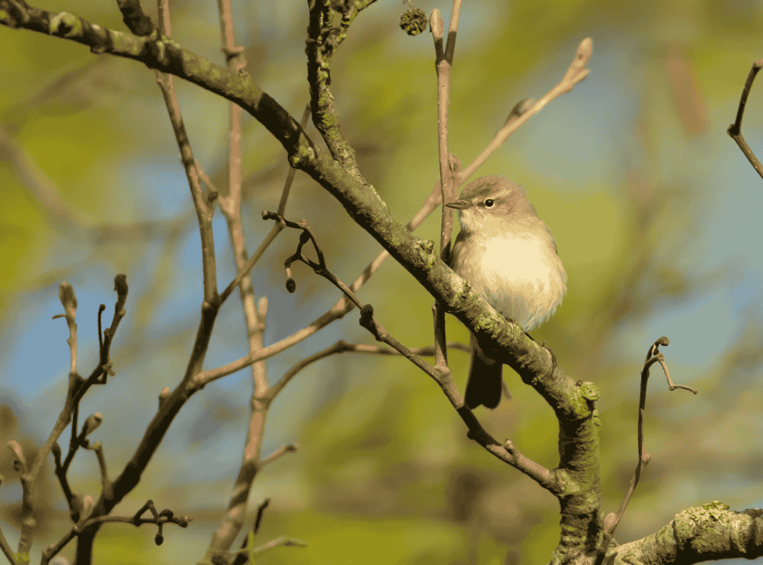 ChiffChaff by K Sawford