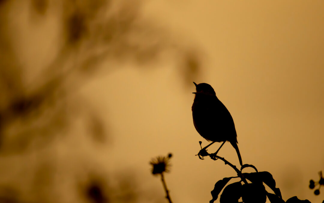 Experiencing a Dawn Chorus Tour in Norfolk