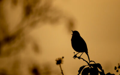 Experiencing a Dawn Chorus Tour in Norfolk