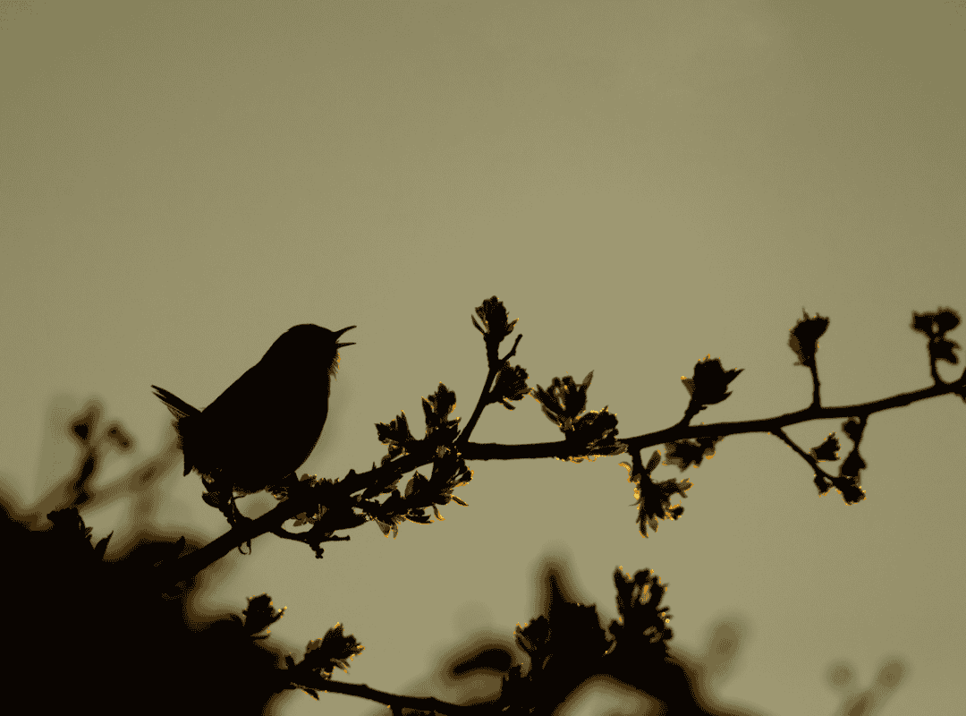 Dawn Chorus Tour Wren by K Sawford