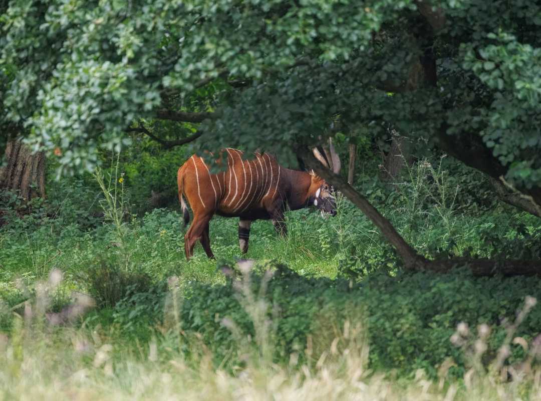 Eastern Mountain Bongo