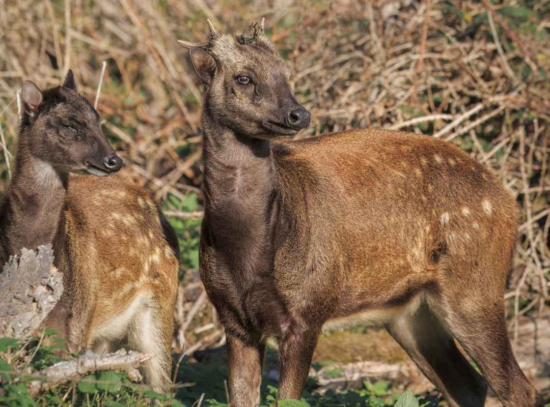 Endangered species Visayan Spotted Deer
