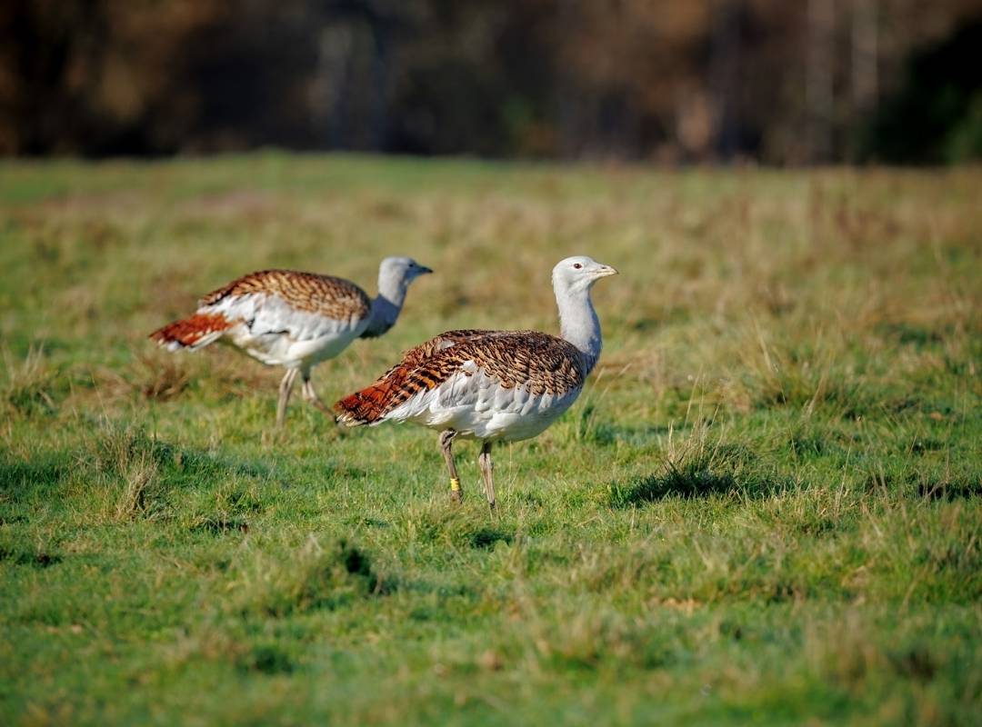 Great Bustards