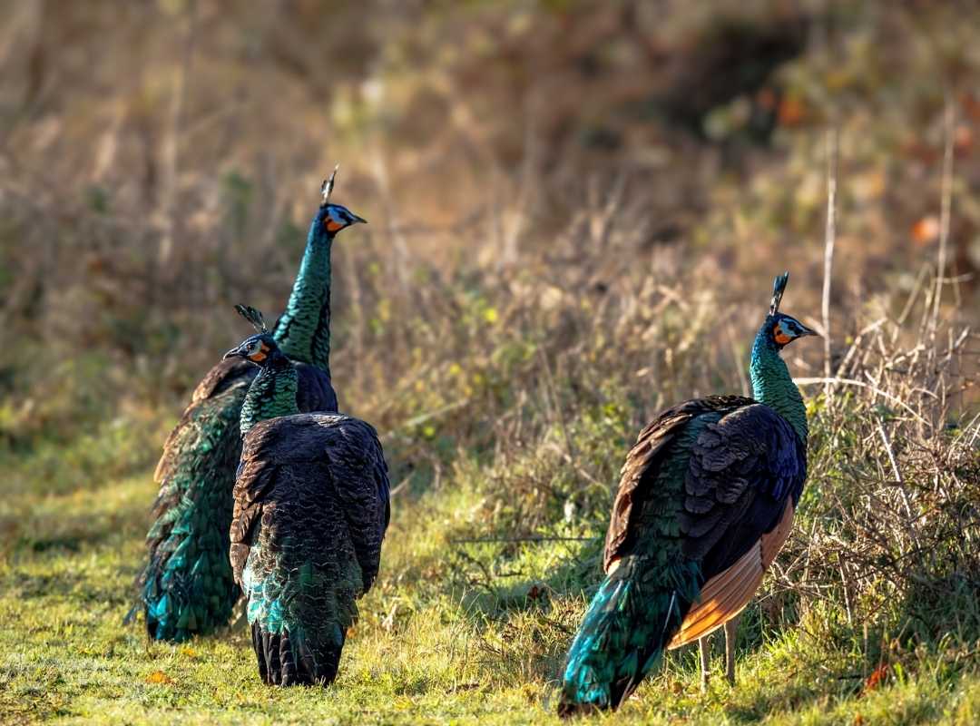 Javan Peafowl