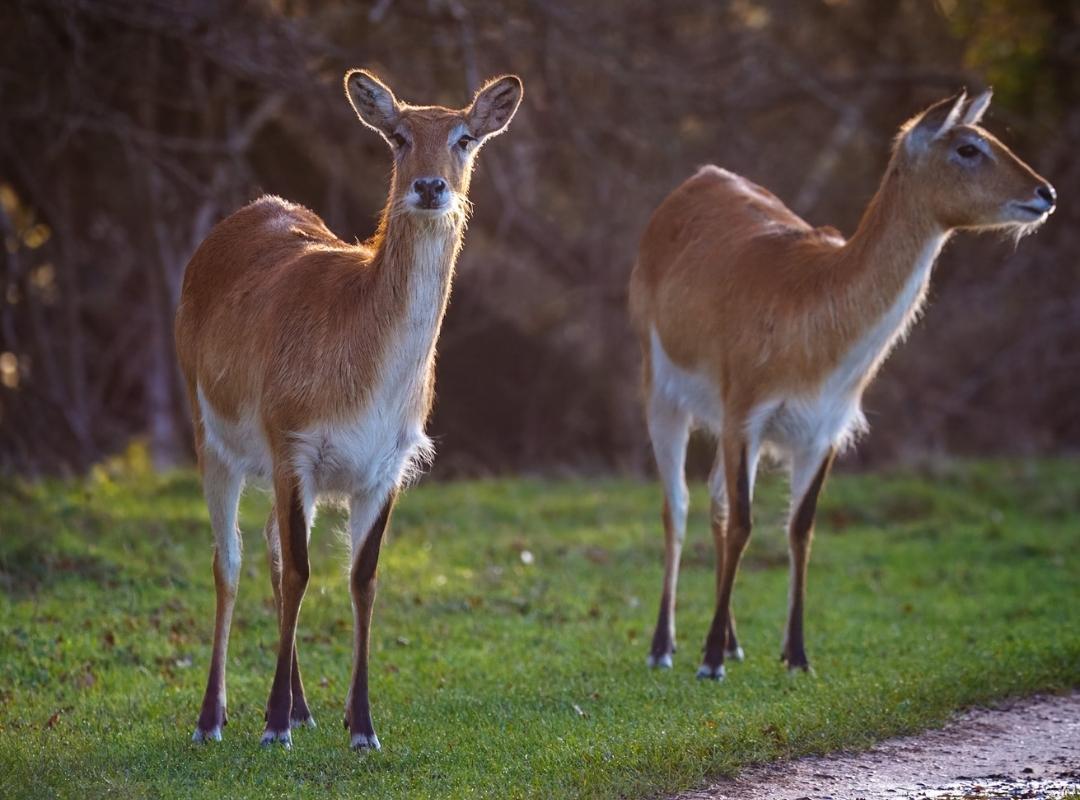 Kafue Flats Lechwe Endangered Species Day
