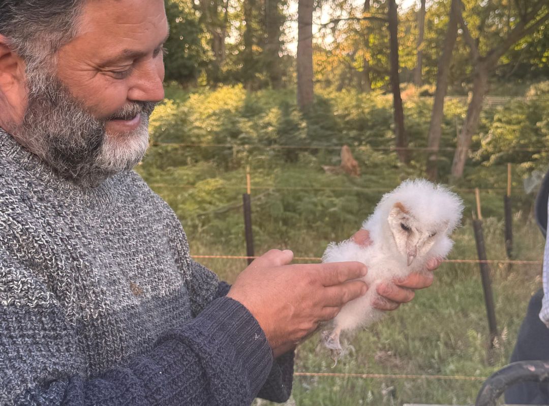 BTO ringing barn owls at Watatunga BTO ringing barn owls at Watatunga