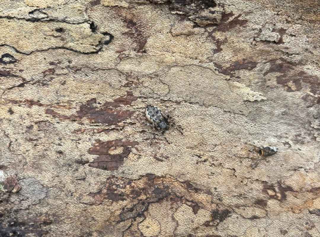 Pisaura mirabillis (nurseryweb spider)