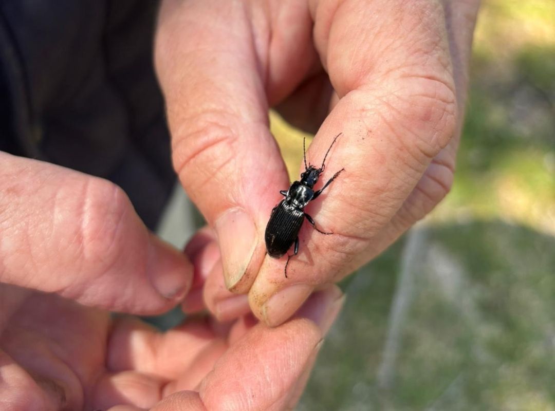Pterostichus niger
