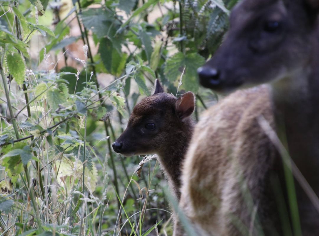 Endangered Visayan Spotted Deer Fawn at Watatunga Endangered Visayan Spotted Deer Fawn at Watatunga