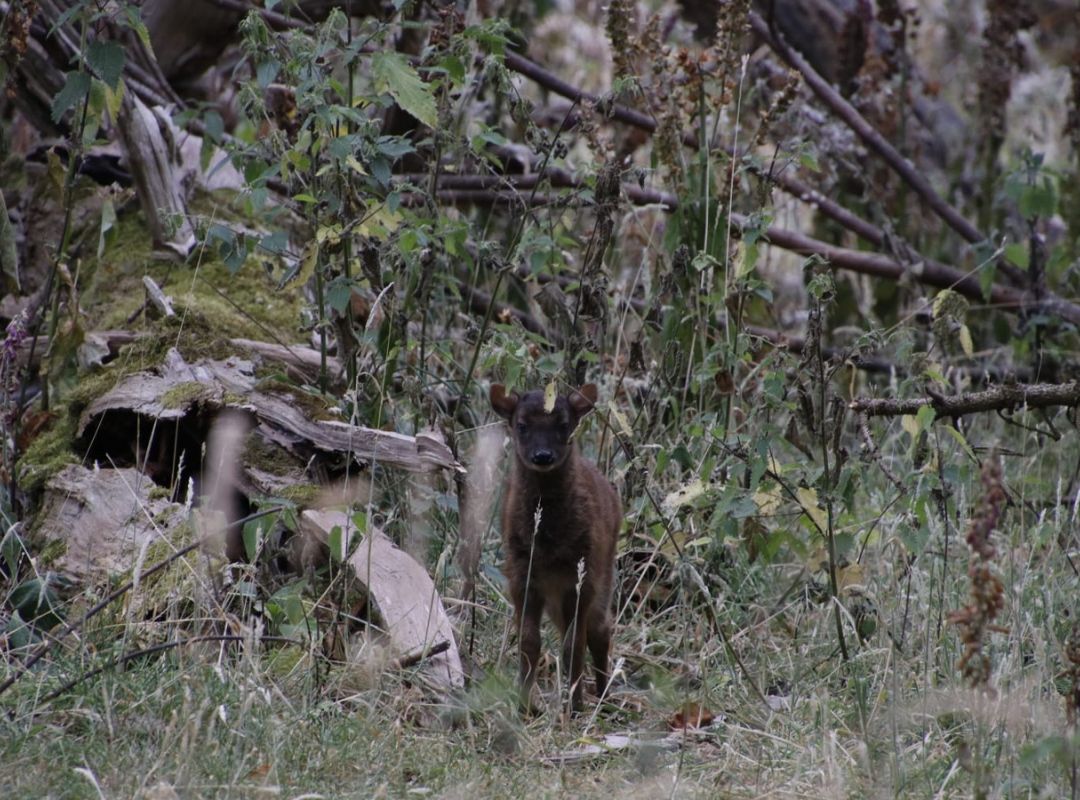 Endangered Visayan Spotted Deer Endangered Visayan Spotted Deer