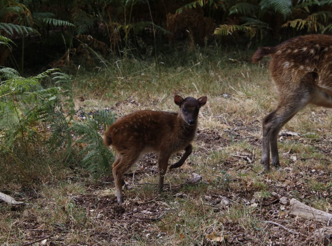 Endangered Visayan Spotted fawn born in Norfolk Endangered Visayan Spotted fawn born in Norfolk