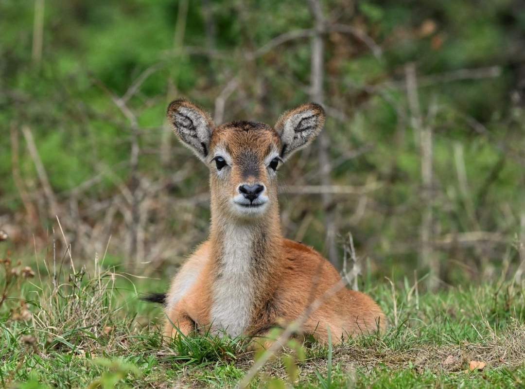 Kafue Flats Lechwe from Private Wildlife Tour Kafue Flats Lechwe from Private Wildlife Tour
