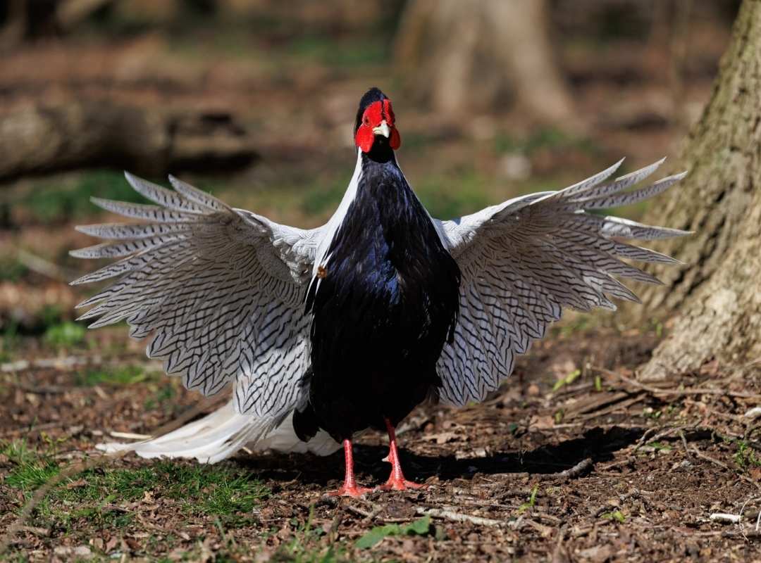 Silver Pheasant by Helen on Tutored Photography Tour Silver Pheasant by Helen on Tutored Photography Tour