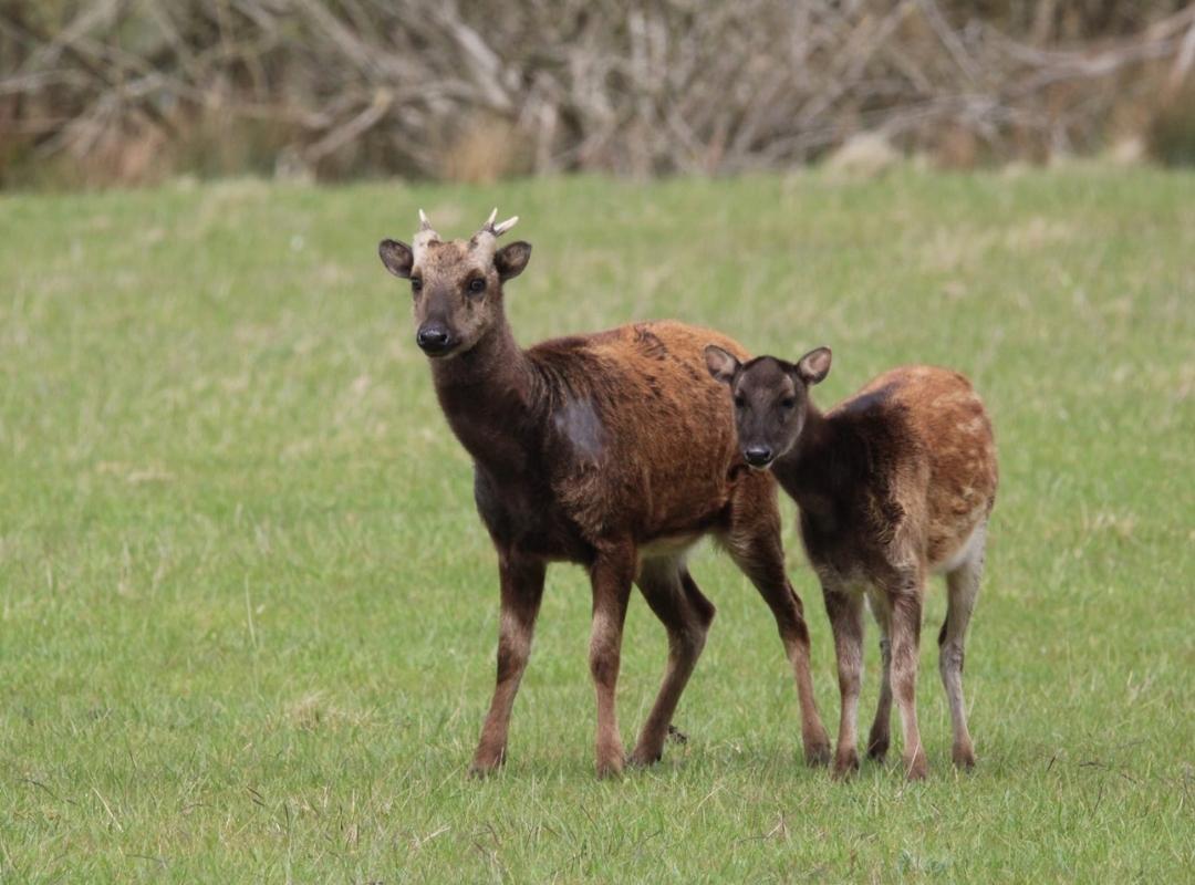Visayan Spotted Deer Wildlife Photography Visayan Spotted Deer Wildlife Photography
