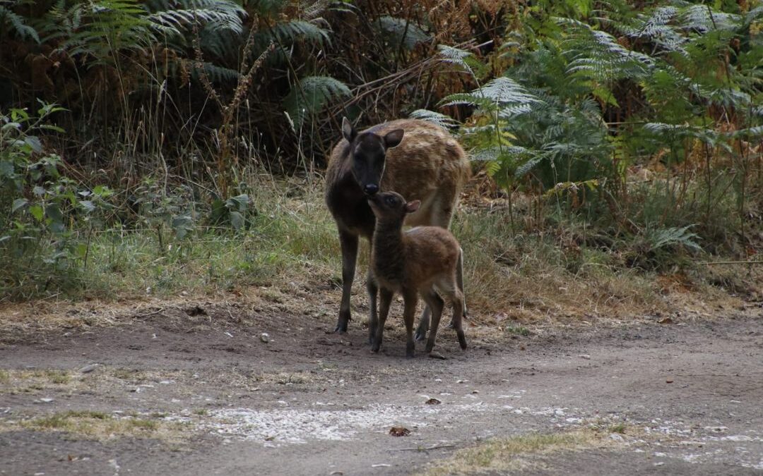 The Arrival of Our Endangered Visayan Spotted Deer Fawn