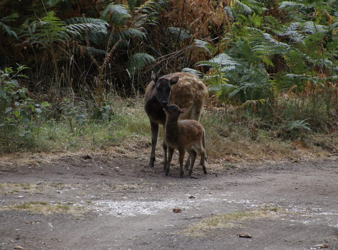 Visayan Spotted Deer fawn and mum Visayan Spotted Deer fawn and mum