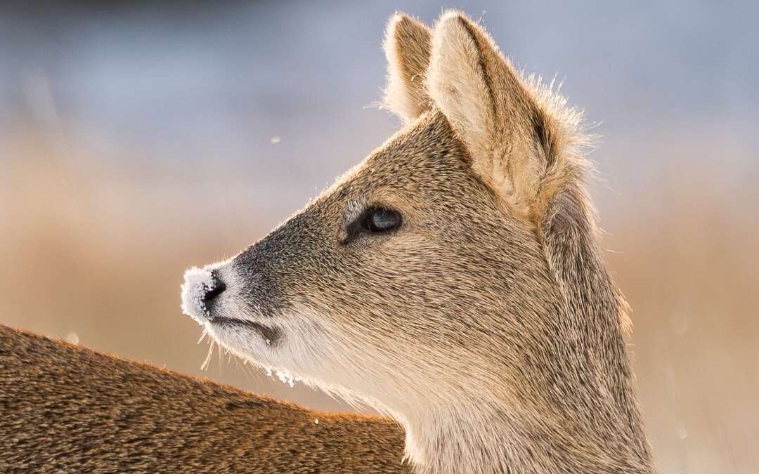 Wildlife Photography in a Place Like No Other