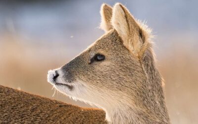 Wildlife Photography in a Place Like No Other
