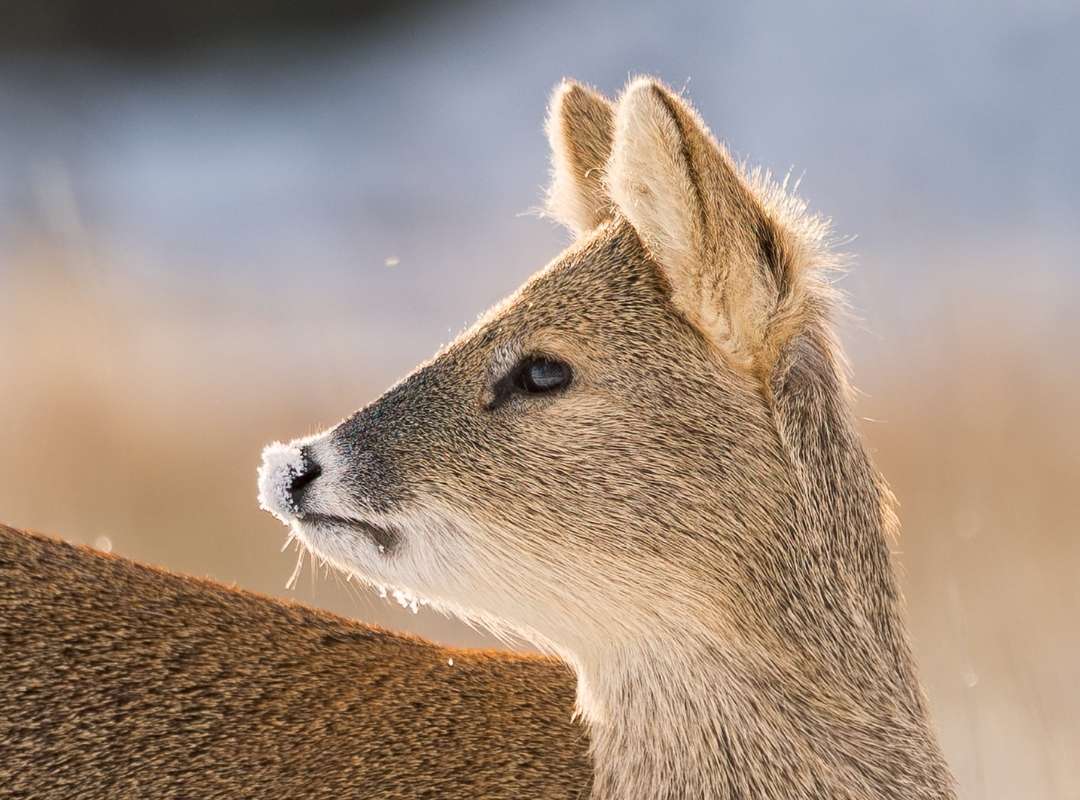 Wildlife Photography in a Place Like No Other Wildlife Photography in a Place Like No Other
